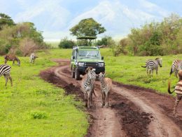 Safari en Tanzanie : les endroits les plus suggestifs à visiter