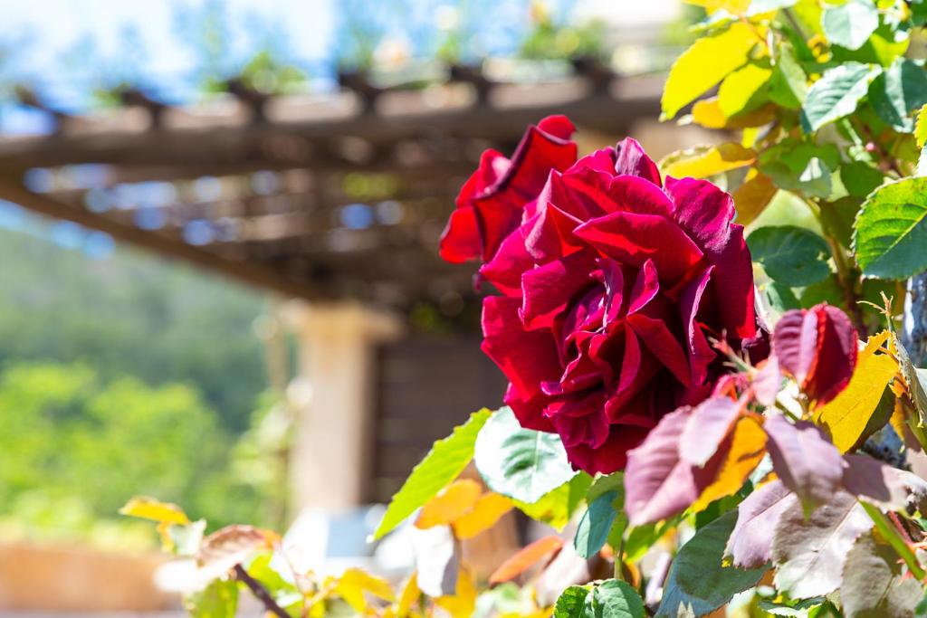 Une immersion dans l’âme ibicenca