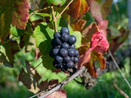 10 idées de week-ends amoureux dans le Val-de-Marne