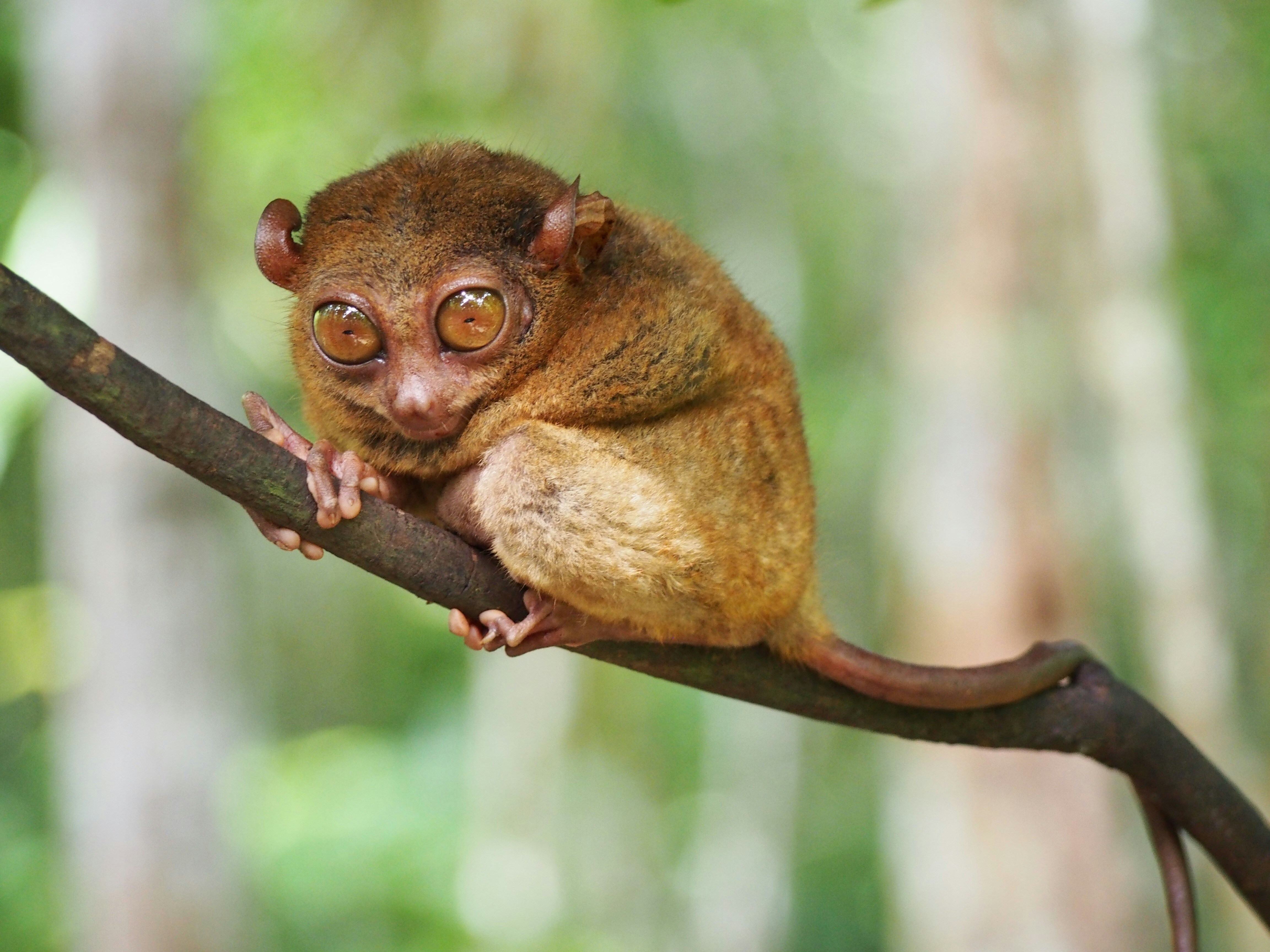 Observer les tarsiers, une expérience unique